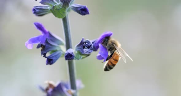 A Worker bee collects nectar from Violet Flower