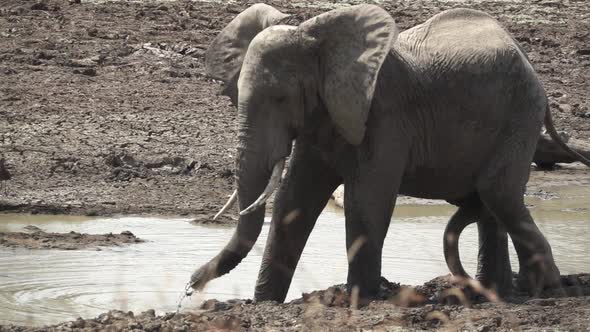 Elephant Expeling Mud with Trunk Near the River