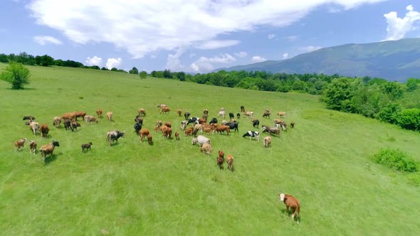 Aerial View of a Herd of Cattle