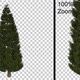 Breezy Pine Tree Vol2 - Alpha Channel - Full Hd - VideoHive Item for Sale