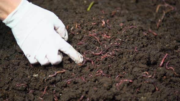 Organic Farming And Worms