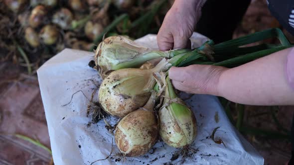 Video of Women's Hands Sorting Through the Heads of Fresh Onions From the Garden for Harvesting for