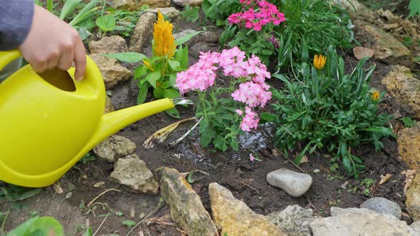 A woman is watering a flower bed in the garden with a watering can.