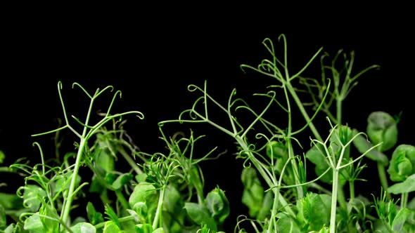 Green Pea Germination Grow in Time Lapse on a Black Background. Micro Greens for Healthy Eating alt