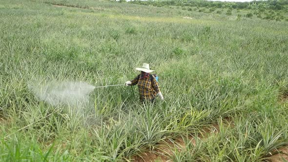 Fertilizer Spraying on Pineapple Farm in Thailand alt
