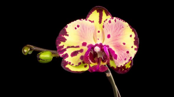 Blooming Yellow - Magenta Orchid Phalaenopsis Flower alt