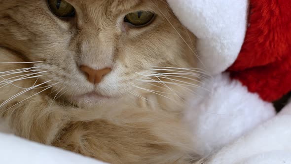 Happy Christmas cat in a Santa Claus hat and the bright lights of the garland. alt