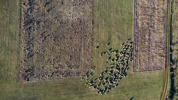 Grazing herd drone view