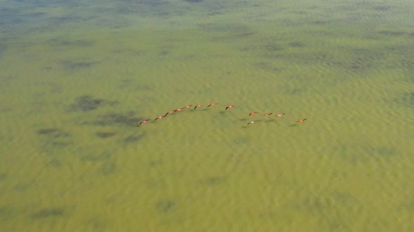 Pink flamingos flying over green waters in Oviedo lagoon, Dominican Republic. Aerial tracking alt