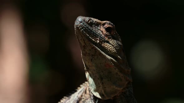Black Spiny Tailed Iguana (ctenosaura similis), Costa Rica Wildlife and Rainforest Animals, Warm Blo alt