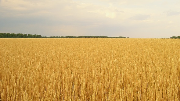 Wheat Field