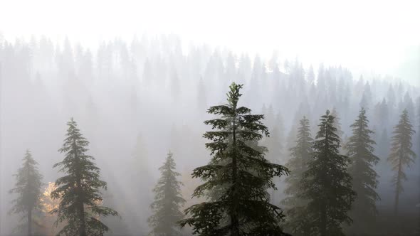 Aerial View of the Beautiful Autumn Forest at Sunset with Green Pine Trees alt