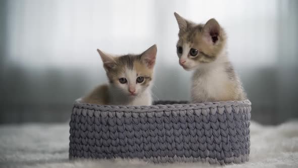 Two Surprised Kittens are Sitting in a Gray Wicker Basket