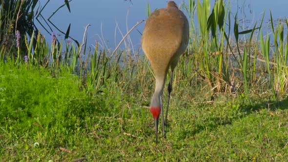 Sandhill Crane (Grus Canadensis), Florida