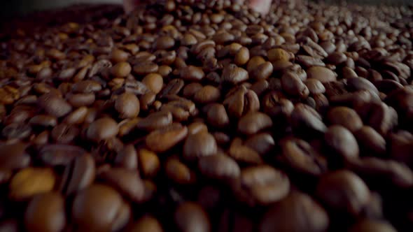 Closeup Coffee Beans Taken in Unknown Man Hand alt