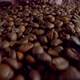 Closeup Coffee Beans Taken in Unknown Man Hand - VideoHive Item for Sale