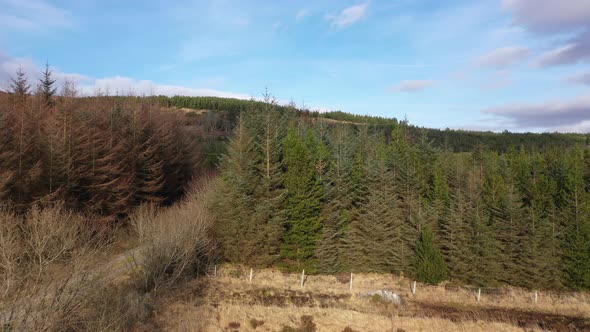 Flying Next To Dying Forest Close To the Town Glenties in County Donegal, Ireland alt