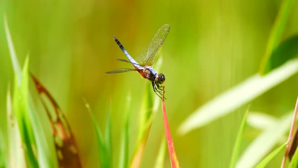 Brachydiplax chalybea (Blue dasher) perching in grass. 4K alt