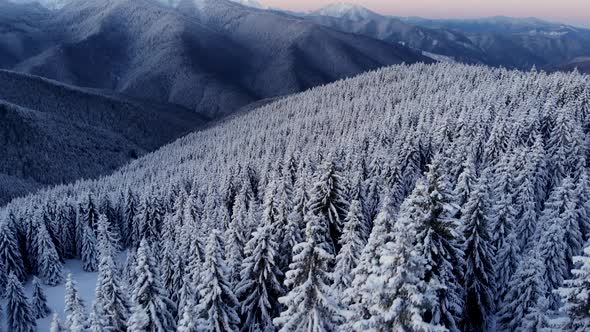 Flying Above Winter Forest in Mountain Valley at Sunrise