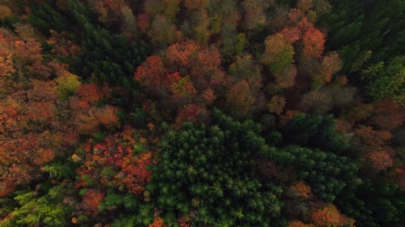Drone Over Dense Forest In Autumn alt
