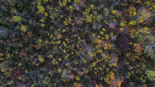 Vertical rising drone shot of colourful autumn forest in Canadian Prairie. Aerial 4k footage. alt