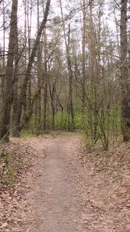 Vertical Video of the Small Road in the Forest During the Day alt