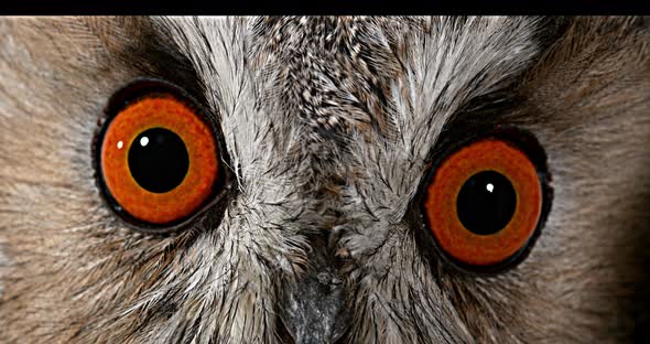 Long Eared Owl, asio otus, Portrait of Adult, close up of Eyes, Normandy in France, Real Time 4K alt