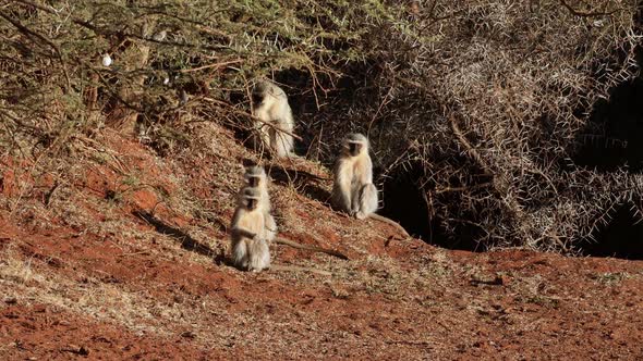 Vervet Monkeys Basking In The Sun alt