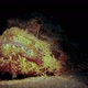 Underwater Scorpionfish - VideoHive Item for Sale
