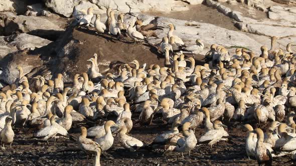  Colony Of Breeding Cape Gannets - South Africa alt