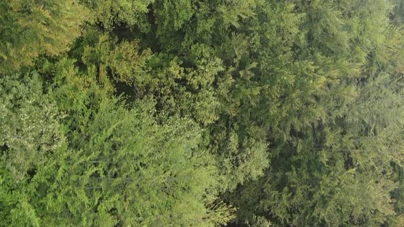 Vertical Video Aerial View of Trees in the Forest alt