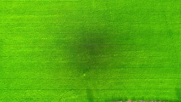 4K Aerial view of agriculture in rice fields for cultivation alt