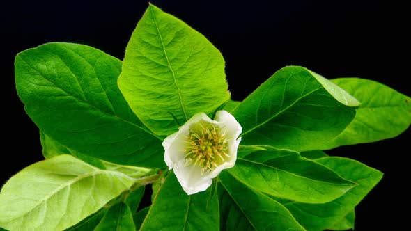 Medlar Flower Blossoming 4 alt