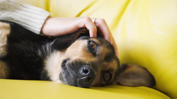 Female hand petting a dog on a sofa. Woman caress cute sleepy dog.