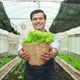 Male farmer gives fresh vegetables with a happy smile in plantation greenhouse. - VideoHive Item for Sale