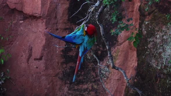 Scarlet Macaw Ara Birds Perched on Tree Branch