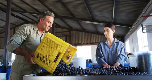 Workers checking a harvested olives in factory 4k alt