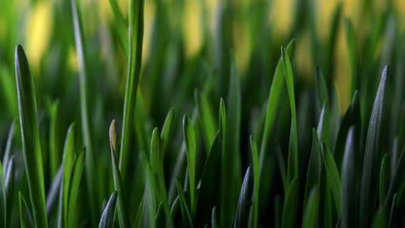 Timelapse of Young Wheat Sprouts for Wheatgrass Production alt