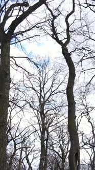 Vertical Video of the Forest with Trees Without Leaves alt