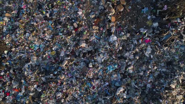 Birds Fly Over Landfills