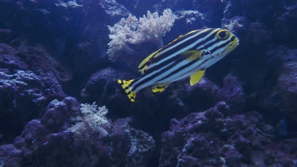 Tropical Fish. Colorful Fishes in the Aquarium