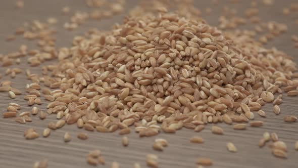 Wheat spelt grain,organic agriculture. Whole grains, spelled alt