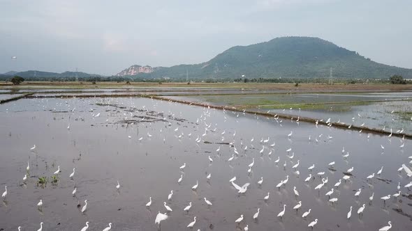 Aerial fly over group of cranes bird alt