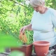 an Elderly Woman Caucasian Ethnicity Waters From Watering Can Pot with Transplanted Plant Wooden - VideoHive Item for Sale