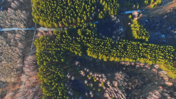 The Drone Takes Off in a Spiral Over a Coniferous Park with Paths alt