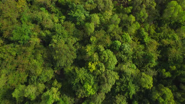 wetlands with various trees represent the integrity of the forest. alt