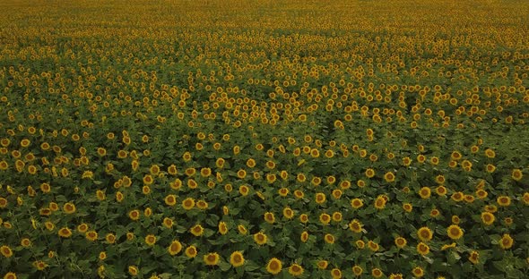 High Flight Over A Yellow Sunflower Field