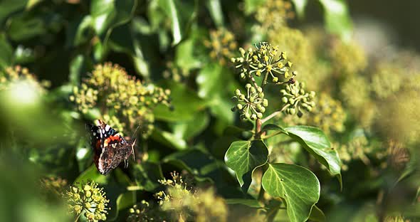 Red admiral, vanessa atalanta, Butterfly in flight, Taking off from Ivy, Hedera helix alt
