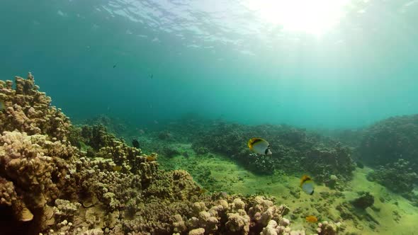 Coral Reef and Tropical Fish alt