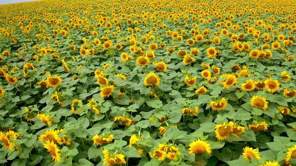 View above sunflowers field. Aerial view of agriculture field with blooming sunflowers alt